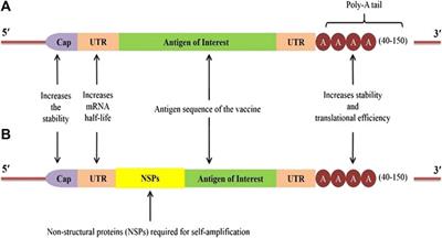 Frontiers | Perspectives on RNA Vaccine Candidates for COVID-19